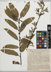 Foto von Salix heterandra Dode